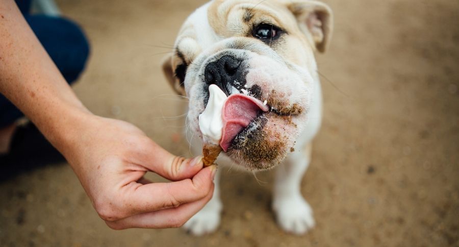 Dog Ice Cream