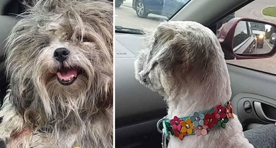 Stolen Dog