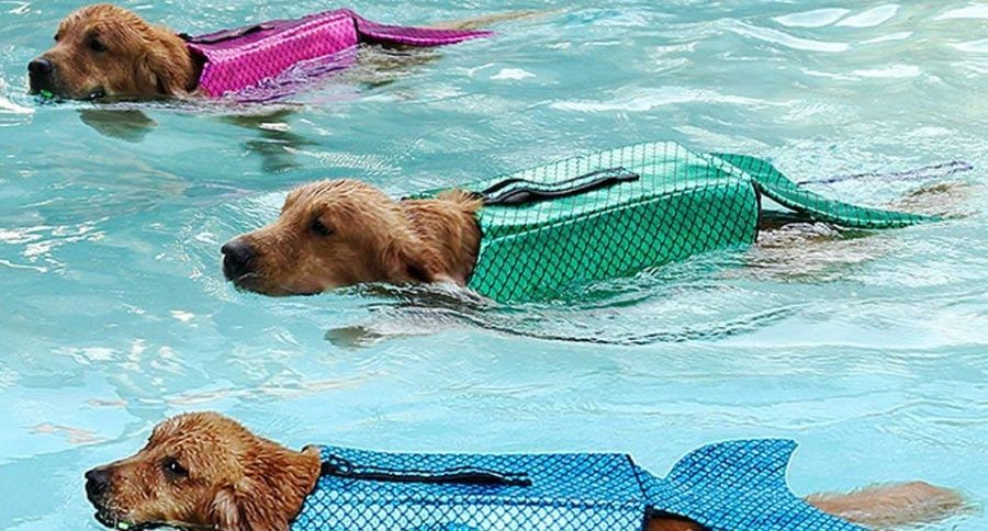 Dog Life Vest
