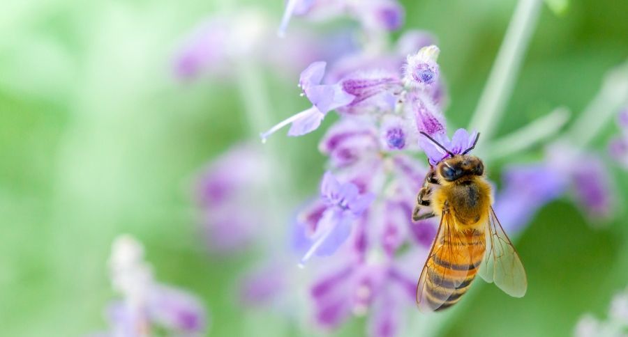 Bees