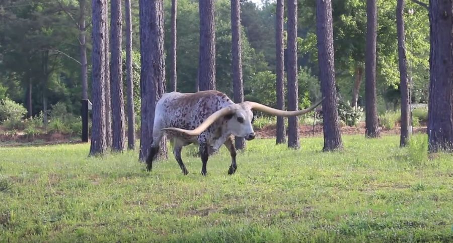 Texas Longhorn