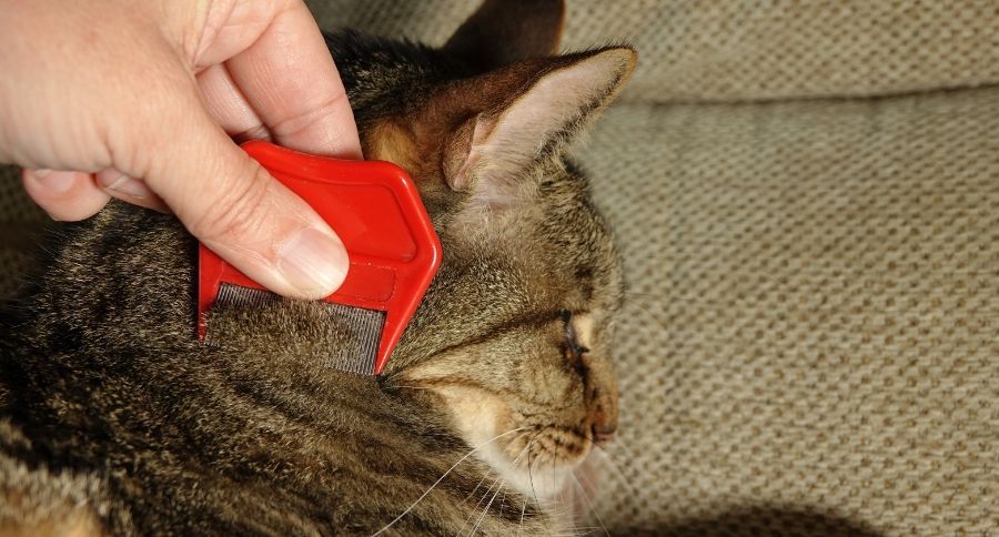 Cat Flea Treatment