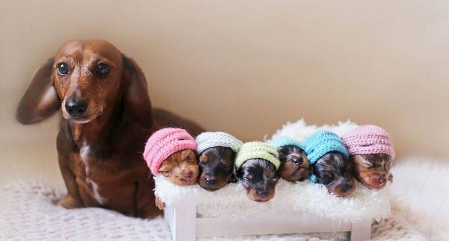 Newborn Puppy Photoshoot