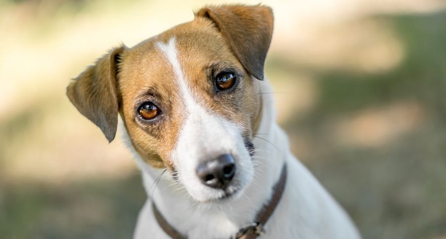 Puppy-Dog Eyes