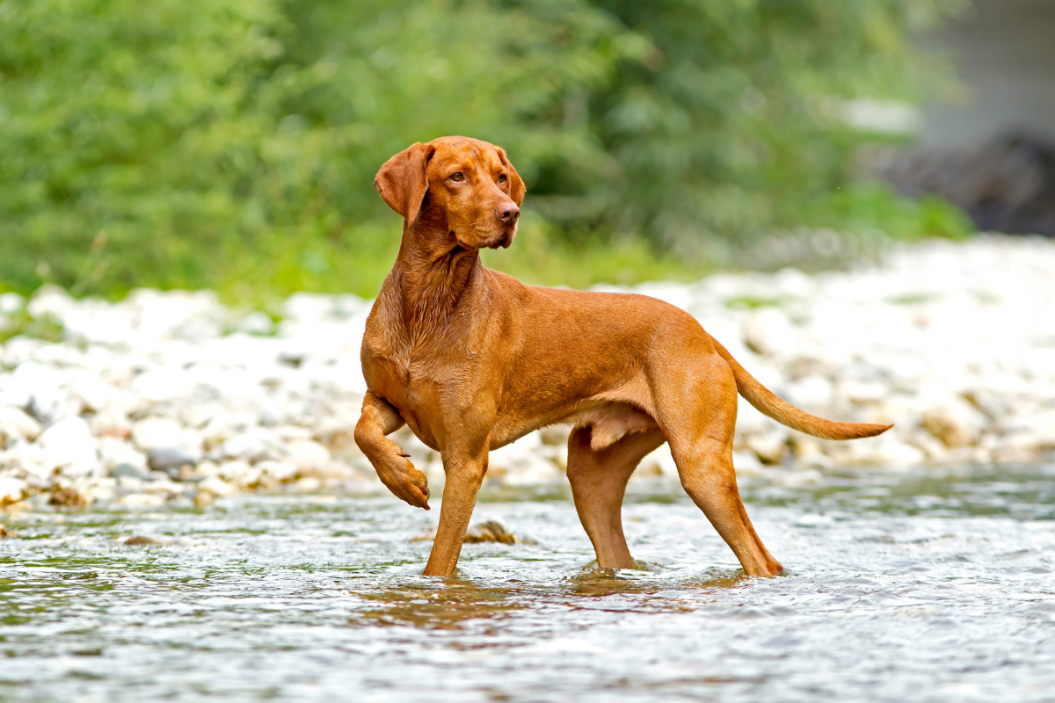 Vizsla