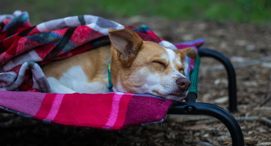 Elevated Dog Bed