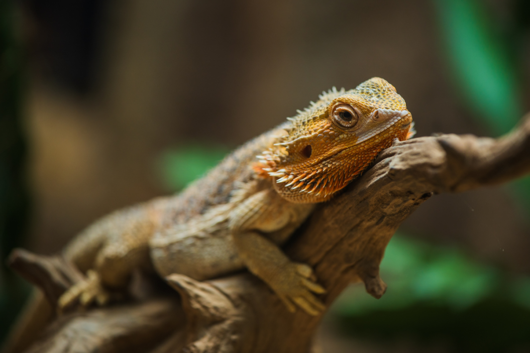 Bearded Dragon climbs a tree.