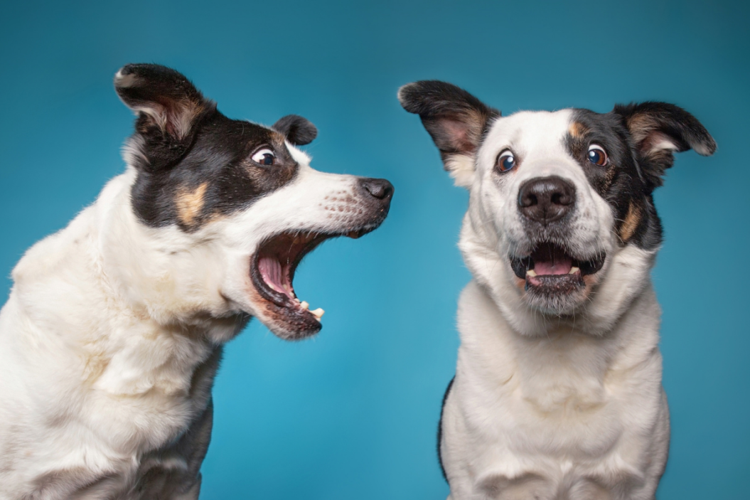 one dog barking at another