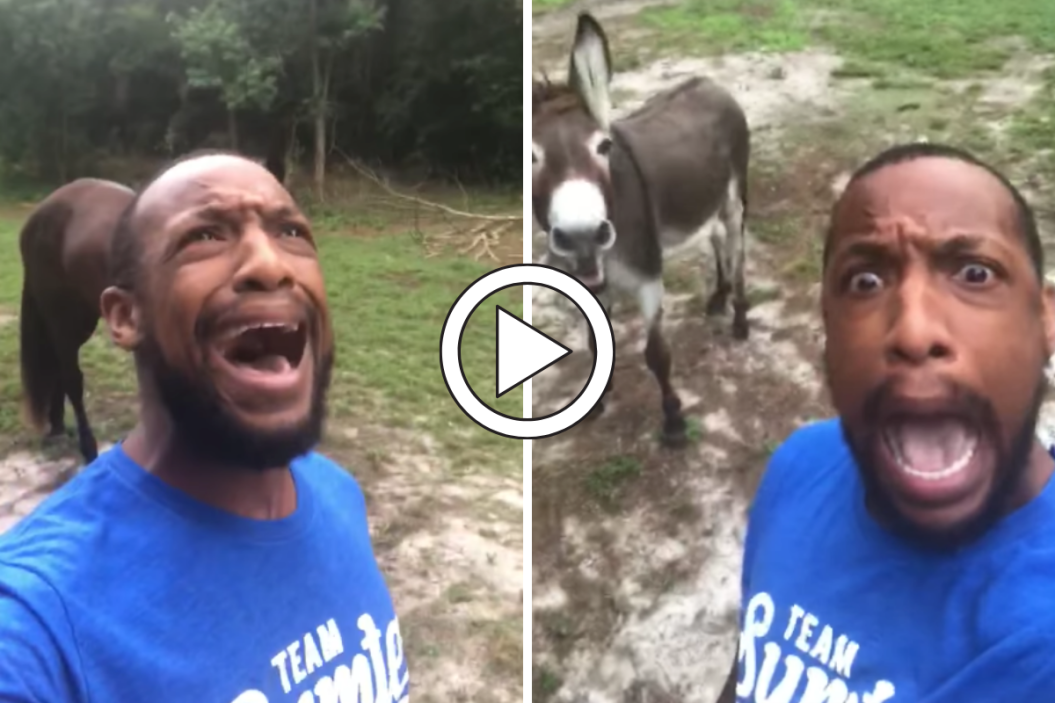 Man, Donkey Sing Lion King