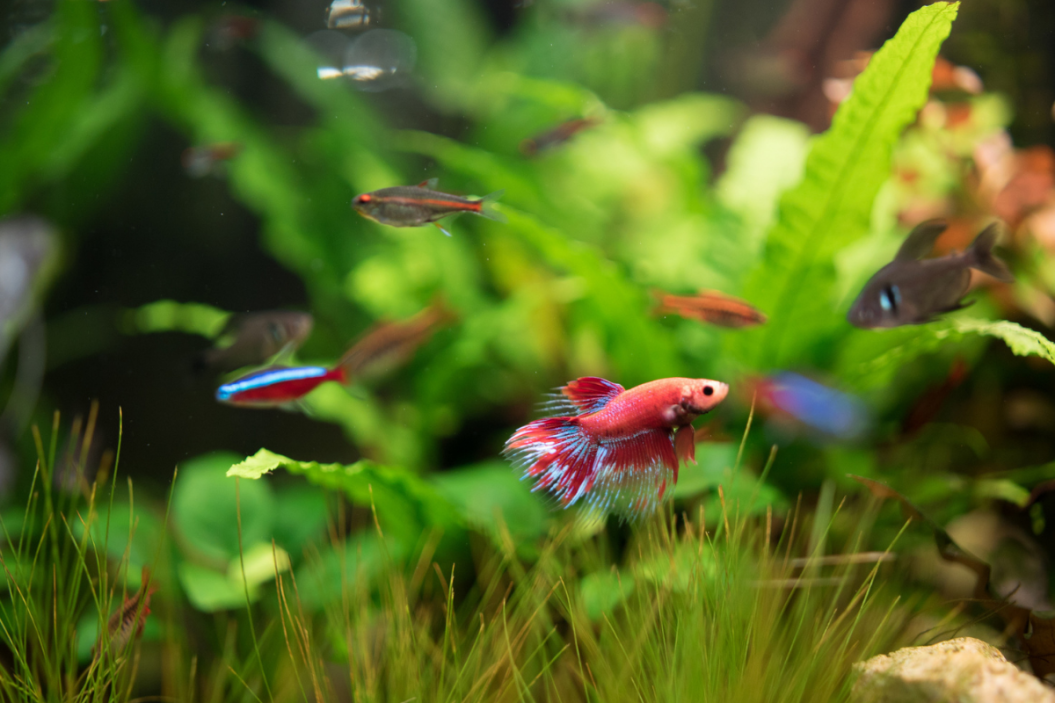 betta fish tank