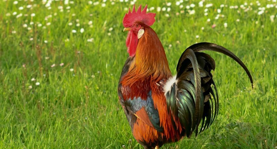 Rooster