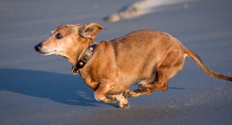 Senior Dog Photo Shoot