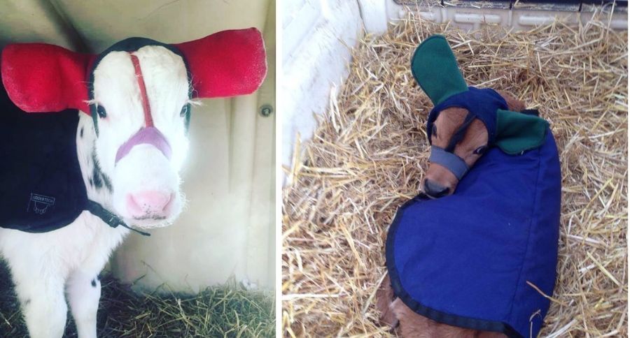 Calf Earmuffs