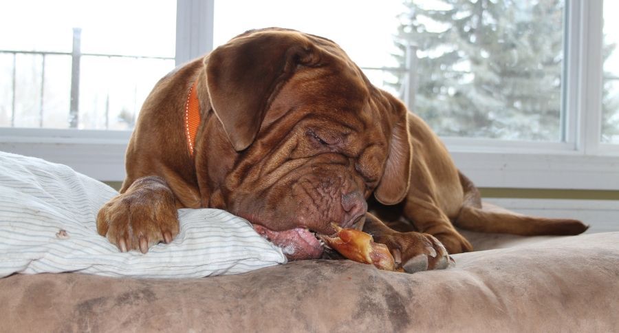 Pig Ear Treats
