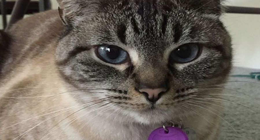 Household Chemicals Cats