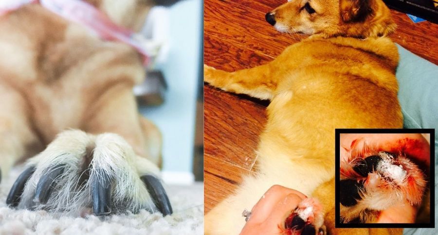 Trimming Dog's Nails