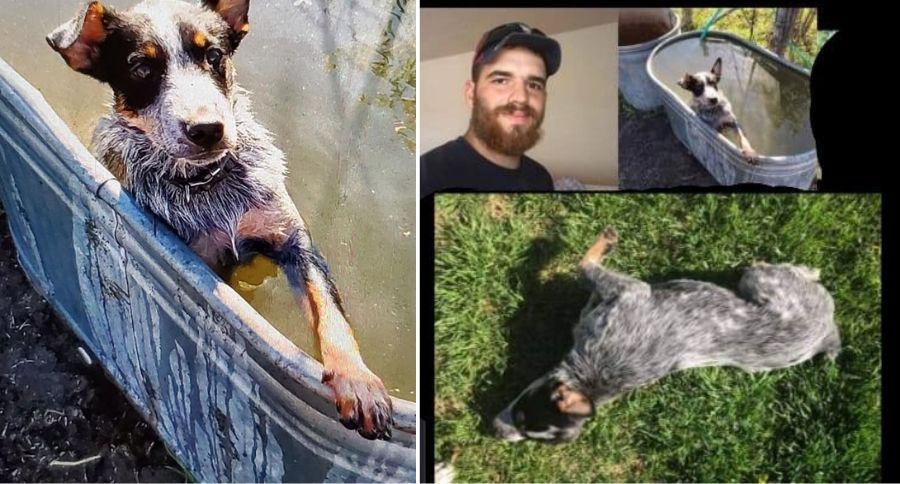 Lost Dog
