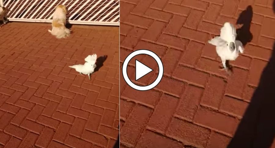 Barking Bird