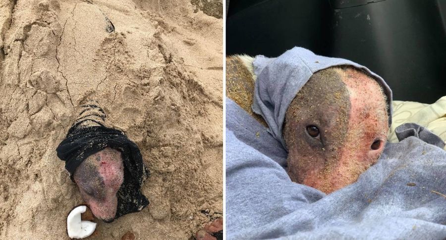 Buried Alive Dog