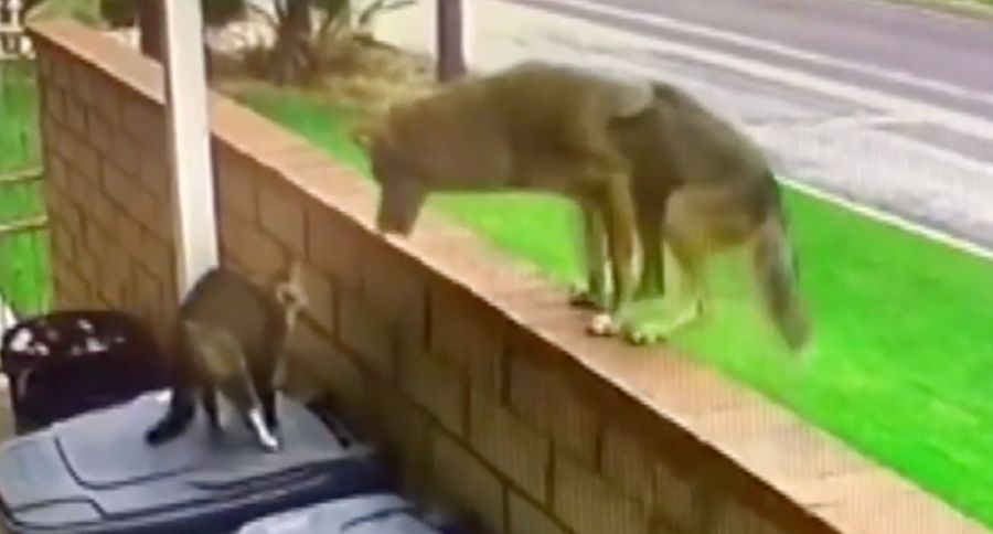 Coyote Killing Dogs