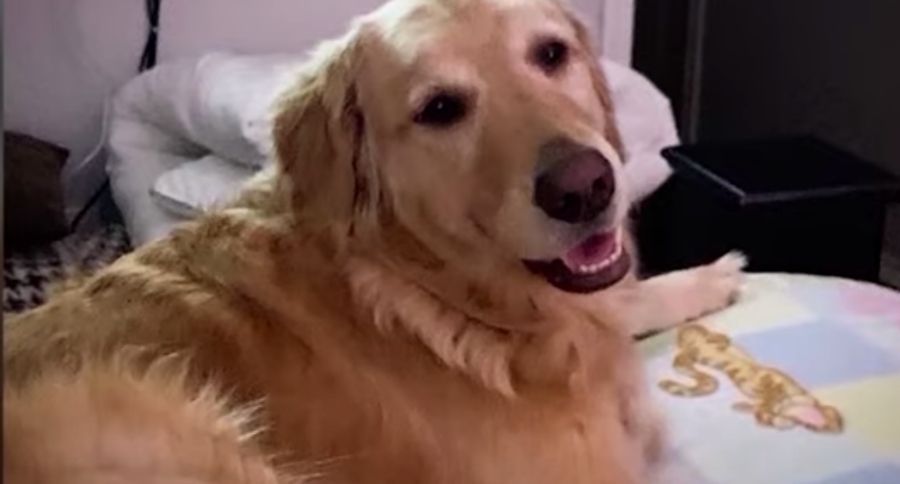 Lost Texas Dogs