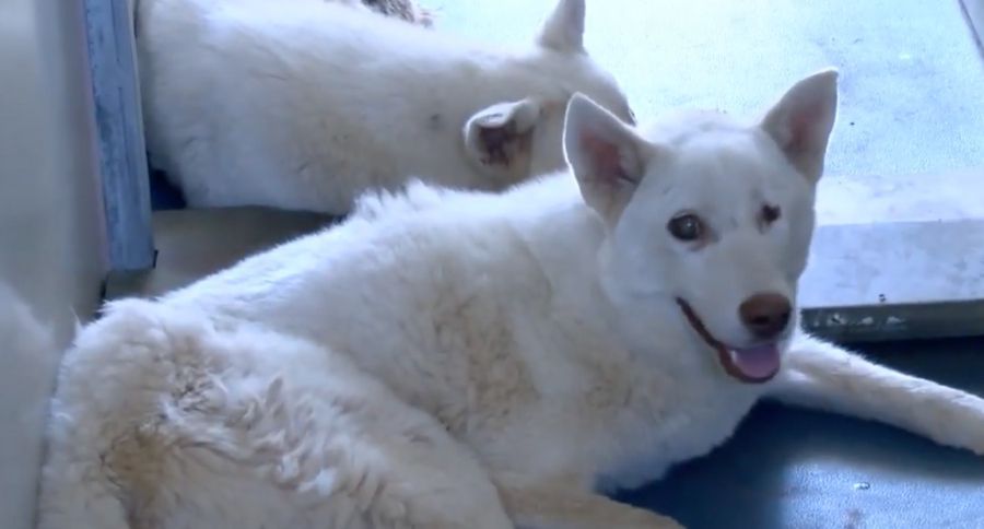 Huskies