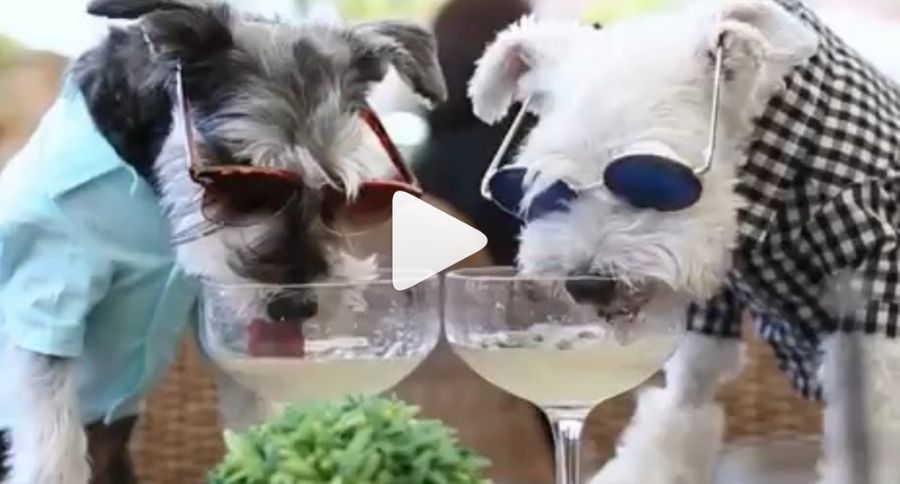 Brunch With Dogs
