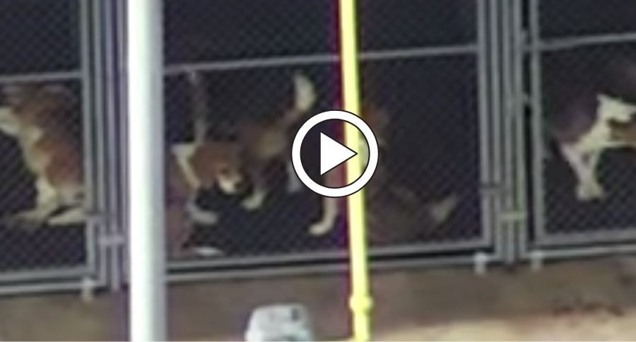 Beagles Being Tested