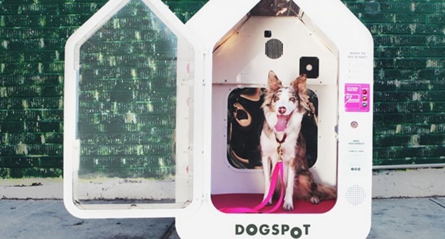 Dog Spot