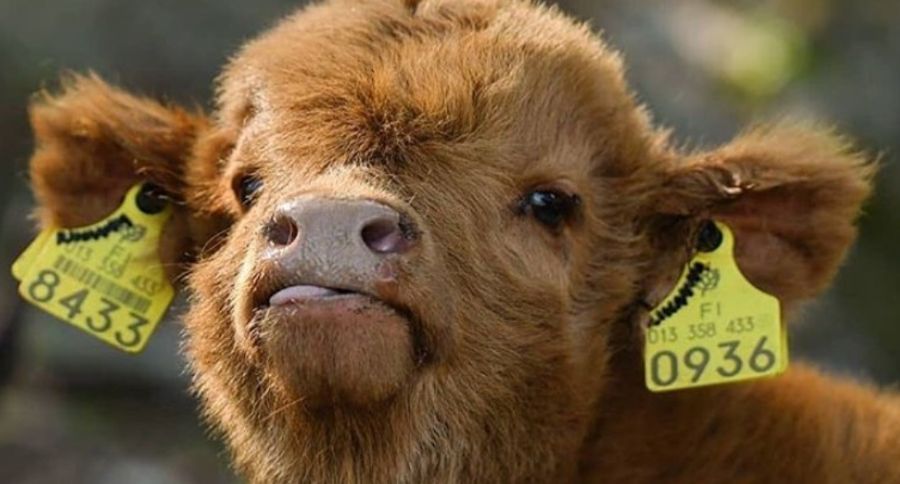 Cattle And Anthrax