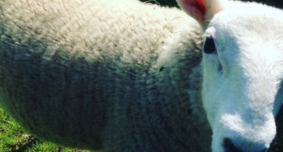 Award Winning Lamb