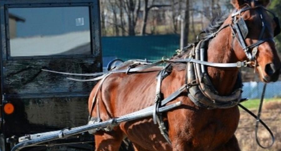 Amish Buggy