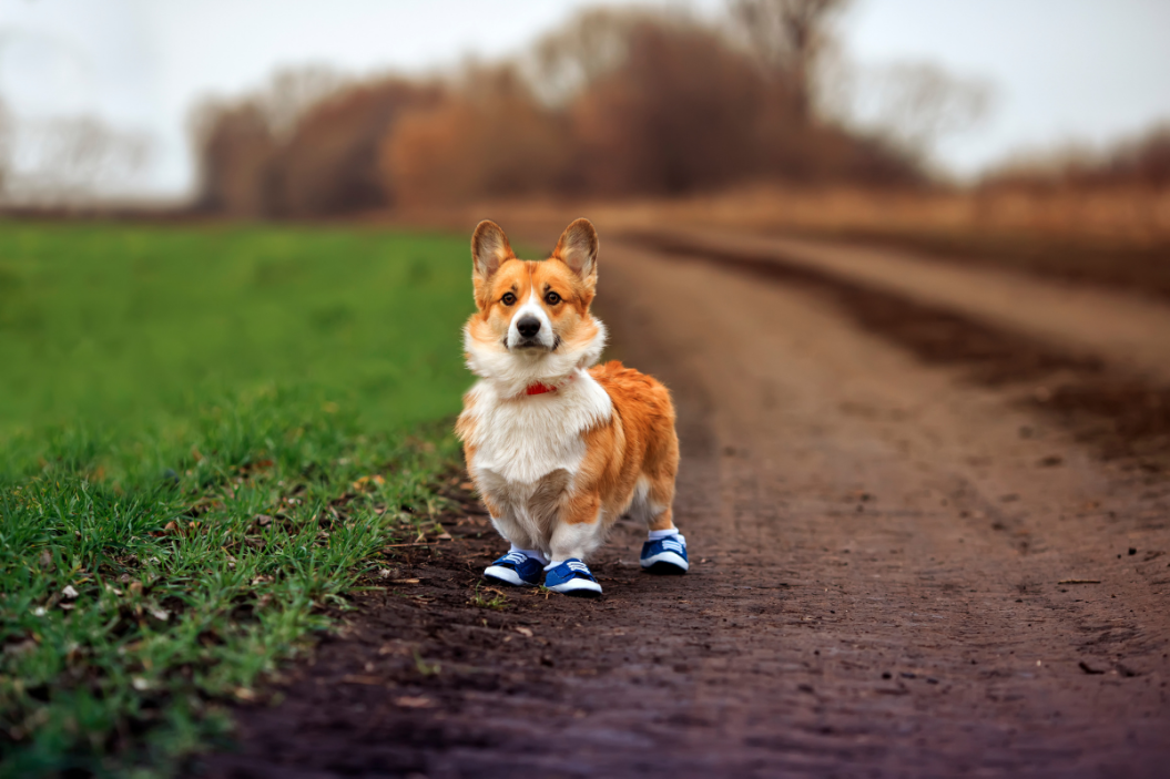 best dog booties