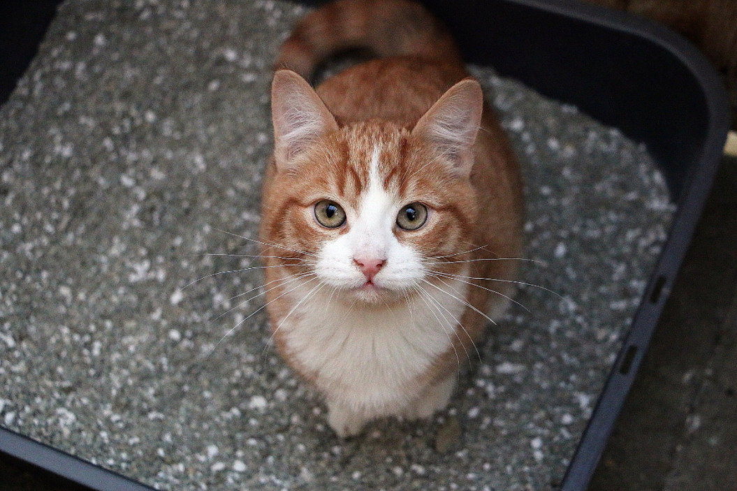 orange and white cat sitting on grey litter