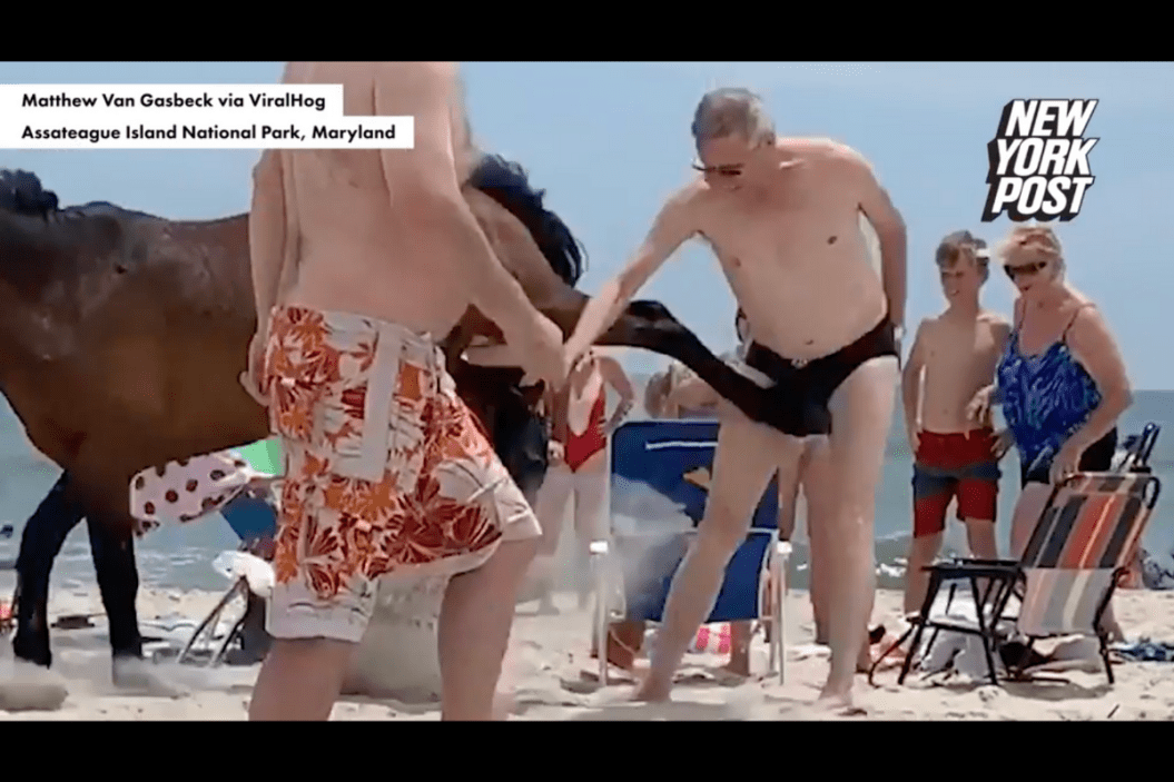 Wild Horse Kicks Tourist