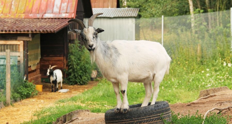 Goats Playing
