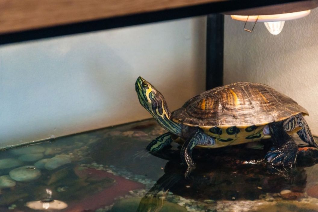 turtle habitat