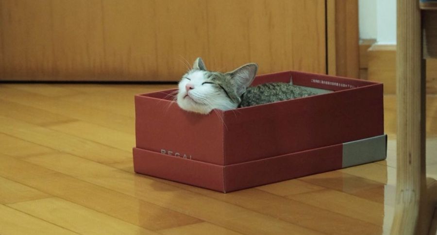 Cat in box