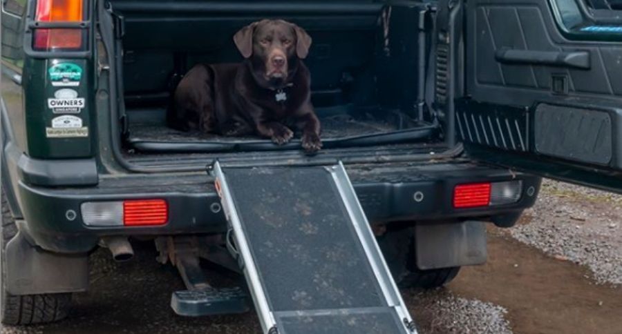 Dog Ramp on Vehicle