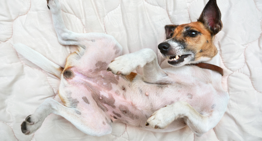 Dog Stomach Gurgling