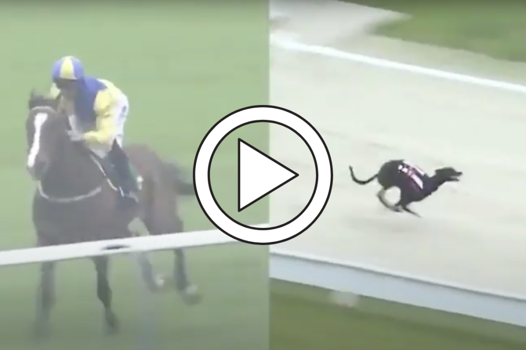 Greyhound races Thoroughbred horse.