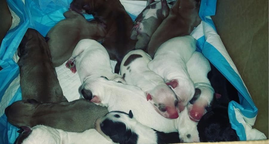 20 Puppies