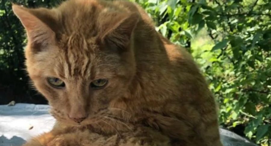 Oldest Cat