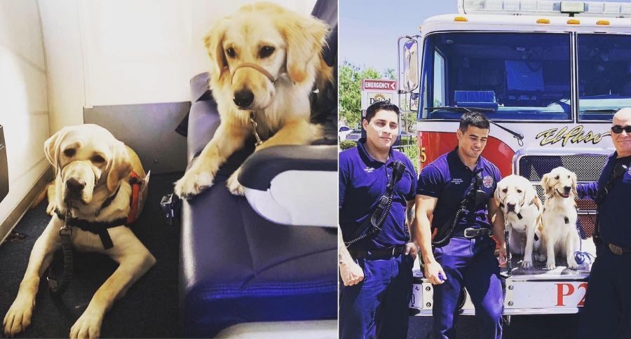 Therapy Dogs