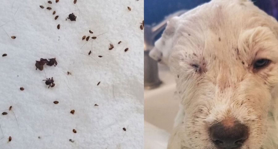 Fleas On The Rise