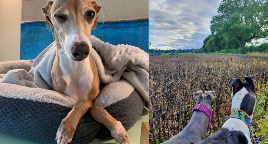 Greyhound
