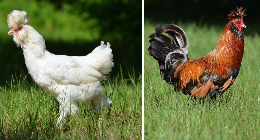 Rare Chicken