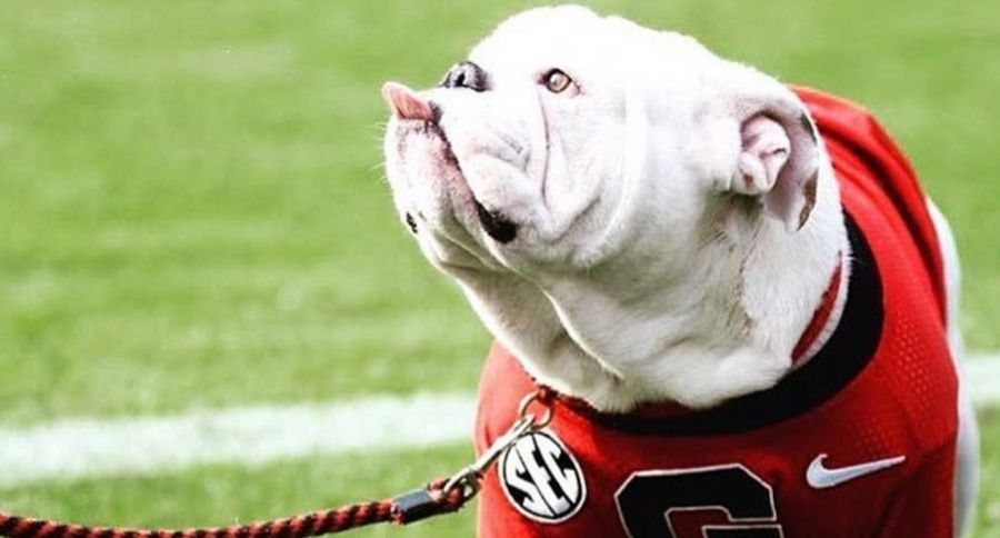 Uga the bulldog