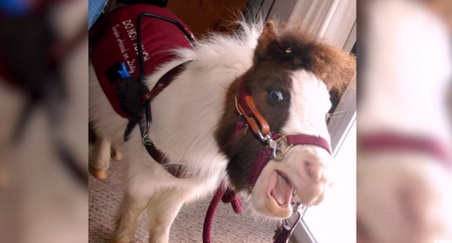 Mini Horse