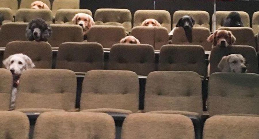 Service Dogs